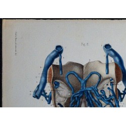 1866 - Veines de la verge 