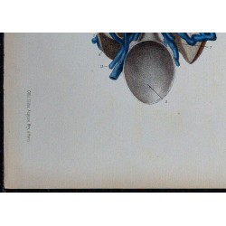 1866 - Veines de la verge 