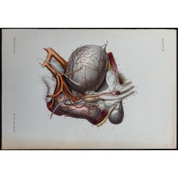 1866 - Artères du bassin chez l’homme 