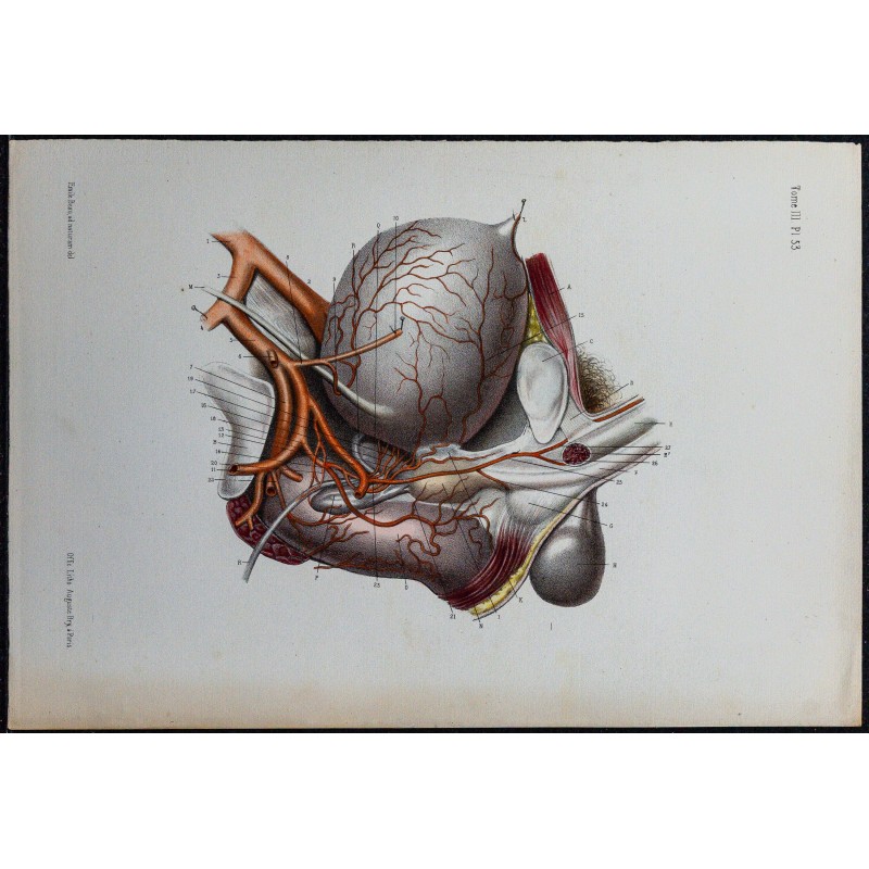 1866 - Artères du bassin chez l’homme 