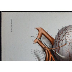 1866 - Artères du bassin chez l’homme 