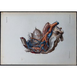 1866 - Veines du bassin chez l’homme. 