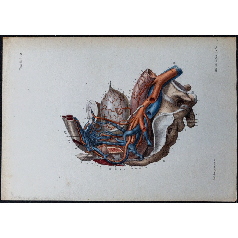 1866 - Veines du bassin chez l’homme. 