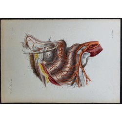 1866 - Bassin & artères pelviennes 