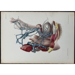 1866 - Veines pelviennes & plexus utérin 