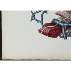 1866 - Veines pelviennes & plexus utérin 