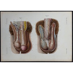 1866 - Organes génitaux masculins 