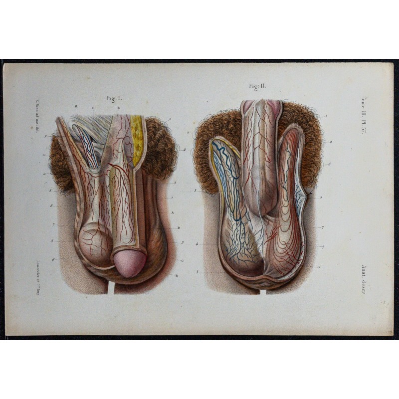 1866 - Organes génitaux masculins 