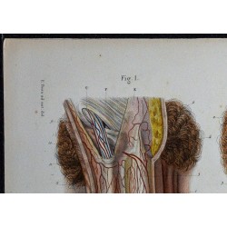 1866 - Organes génitaux masculins 