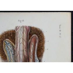 1866 - Organes génitaux masculins 