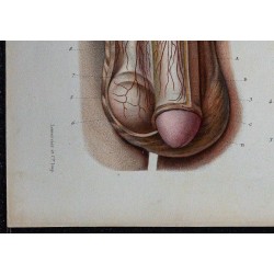 1866 - Organes génitaux masculins 