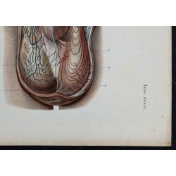1866 - Organes génitaux masculins 