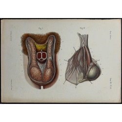 1866 - Enveloppes testiculaires 
