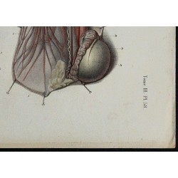 1866 - Enveloppes testiculaires 