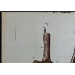 1866 - Testicule & épididyme 