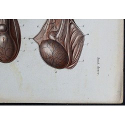 1866 - Testicule & épididyme 