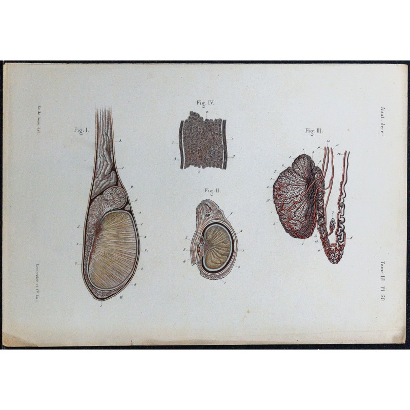 1866 - Testicule & tubes séminifères 