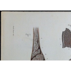 1866 - Testicule & tubes séminifères 