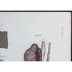 1866 - Testicule & tubes séminifères 