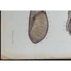 1866 - Testicule & tubes séminifères 