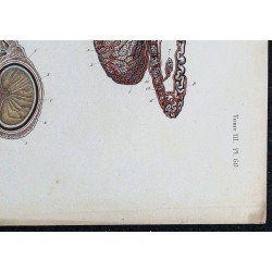 1866 - Testicule & tubes séminifères 