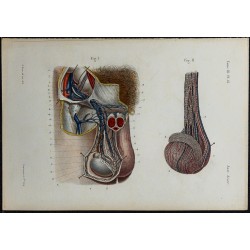 1866 - Testicule : vaisseaux sanguins & lymphatiques 