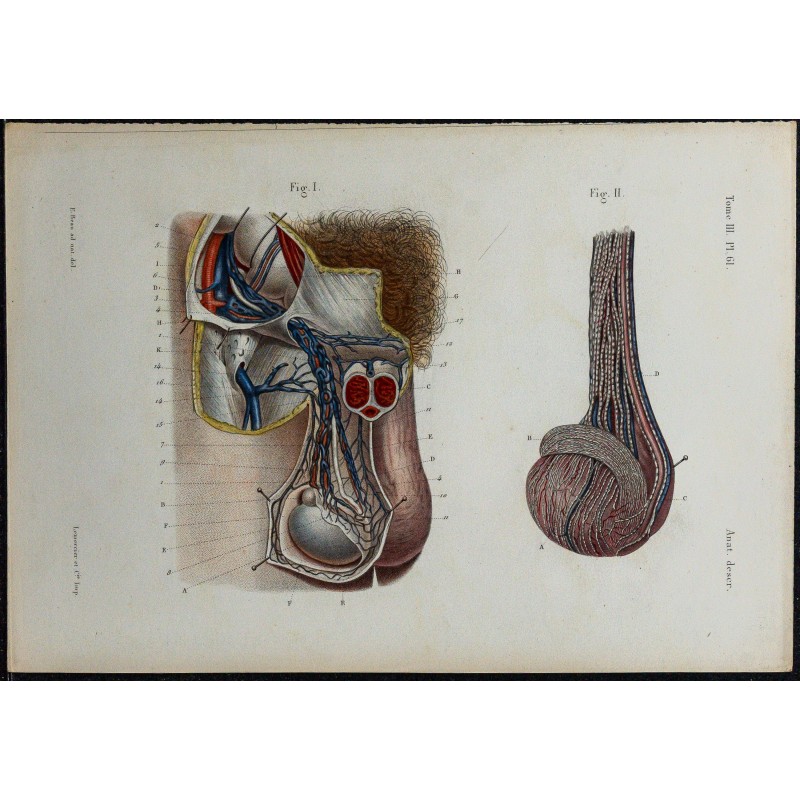 1866 - Testicule : vaisseaux sanguins & lymphatiques 