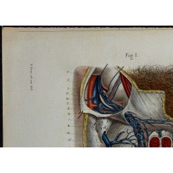 1866 - Testicule : vaisseaux sanguins & lymphatiques 