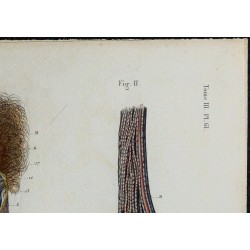 1866 - Testicule : vaisseaux sanguins & lymphatiques 