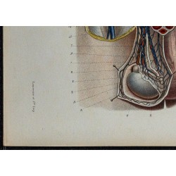 1866 - Testicule : vaisseaux sanguins & lymphatiques 