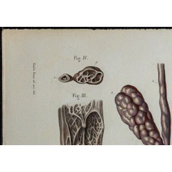 1866 - Canal déférent & ampoule terminale 