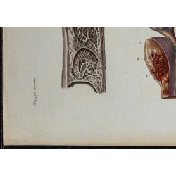 1866 - Canal déférent & ampoule terminale 