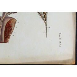 1866 - Canal déférent & ampoule terminale 