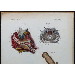 1866 - Prostate & conduits éjaculateurs 