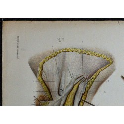 1866 - Vulve & grandes lèvres 