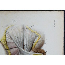 1866 - Vulve & grandes lèvres 