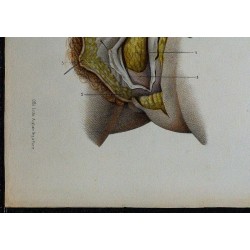 1866 - Vulve & grandes lèvres 