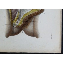 1866 - Vulve & grandes lèvres 