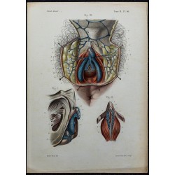 1866 - Organes génitaux & clitoris 