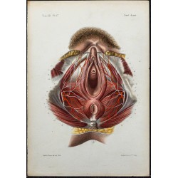 1866 - Périnée féminin 