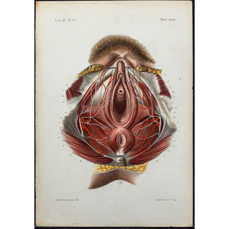 1866 - Périnée féminin 