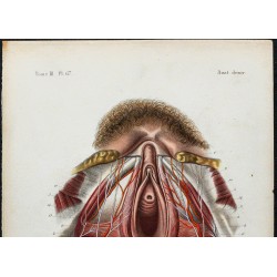 1866 - Périnée féminin 