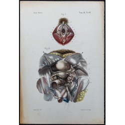 1866 - Organes génitaux féminins 