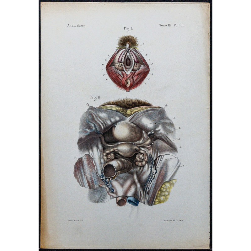 1866 - Organes génitaux féminins 1866 - Organes génitaux féminins