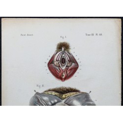1866 - Organes génitaux féminins 