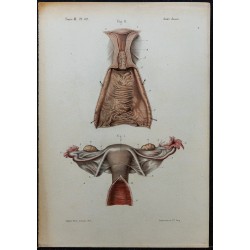 1866 - Utérus &  trompes de Fallope 