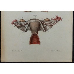 1866 - Utérus &  trompes de Fallope 