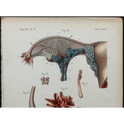 1866 - Trompe utérine & organe de Rosenmüller 