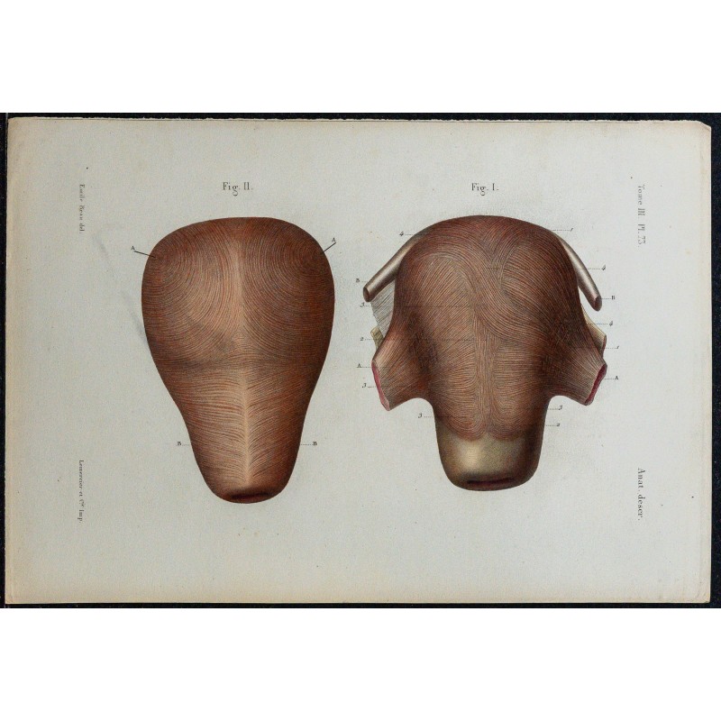 1866 - Utérus & fibres musculaires 1866 - Utérus & fibres musculaires