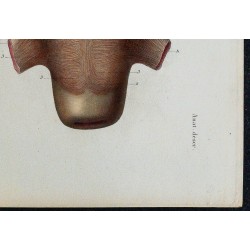 1866 - Utérus & fibres musculaires 